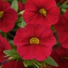 Calibrachoa Hybrida Cabaret Red Mini Petunia