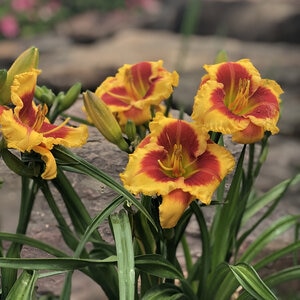 Hemerocallis X Kokomo Island Bonfire Garden Debut Daylily 1 gal. Container