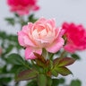 Rosa X Sunblaze Meiyejoi Pink Miniature Rose