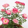 Rosa X Sunblaze Meiyejoi Pink Miniature Rose