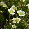 Saxifraga X Arendsii Schneeteppich Snow Carpet Saxifrage
