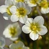 Saxifraga X Arendsii Schneeteppich Snow Carpet Saxifrage