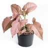 Syngonium Podophyllum Pink Allusion Arrowhead Plant