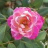 Rosa X Sunblaze Meiyejoi Pink Miniature Rose