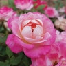 Rosa X Sunblaze Meiyejoi Pink Miniature Rose