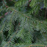 Cephalotaxus Harringtonia Japanese Plum Yew
