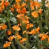 Crossandra Infundibuliformis Orange Marmalade Firecracker Flower
