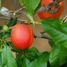 Prunus Persica Fantasia Nectarine