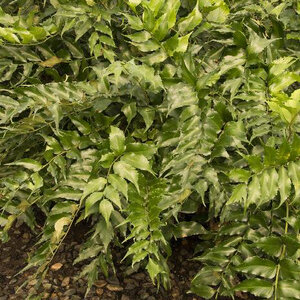 Cyrtomium Falcatum Rochfordianum Japanese Holly Fern