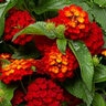 Lantana Camara Hot Blooded Red Lantana