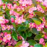 Begonia Semperflorens Begonia