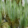 Hippuris Vulgaris Mares Tail