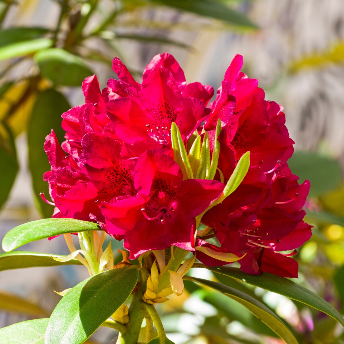 Rhododendron X Henry's Red Rhododendron | SiteOne US
