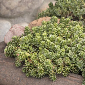 Sedum Spurium John Creech Caucasian Stonecrop