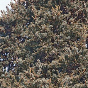 Picea Meyeri Meyers Spruce