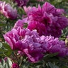 Paeonia X Belle Toulousaine Itoh Peony