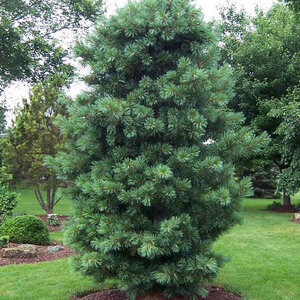 Pinus Koraiensis Silver Ray Korean Pine 25-30 gal. Container
