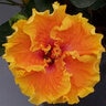 Hibiscus Rosa-Sinensis Heat Flash Tropical Hibiscus