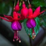 Fuchsia Magellanica Hardy Fuchsia