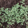 Thymus Argenteus Hi Ho Silver Creeping Thyme