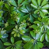 Schefflera Actinophylla Umbrella Plant