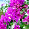 Bougainvillea Spectabilis Bougainvillea