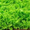 Lactuca Sativa Lettuce