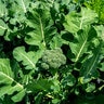 Brassica Oleracea var. Italica Broccoli