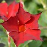 Mandevilla Hybrida Bella Grande Red Mandevilla