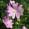 Malva Alcea var. Fastigiata Mallow