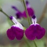 Salvia Greggii Amethyst Lips Autumn Sage