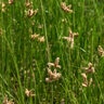 Schoenoplectus Pungens Three-Square Bulrush