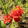 Hemerocallis X Moses Fire Daylily