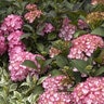 Hydrangea Macrophylla Seaside Serenade Hortfire Fire Island Big Leaf Hydrangea