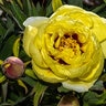 Paeonia Suffruticosa High Noon Tree Peony