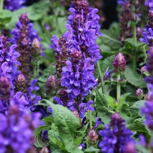 Salvia Nemorosa Blue Marvel Woodland Sage