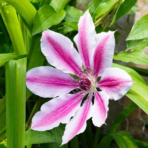Clematis Bees Jubilee Early Large-Flowered Clematis Staked 5 gal. Container
