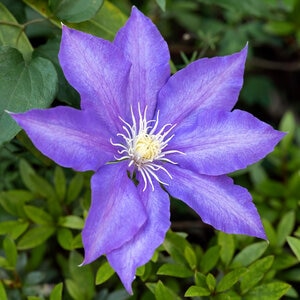 Clematis Horace F Young Early Large-flowered Clematis