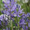 Camassia Quamash Small Camas