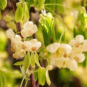 Akebia Quinata Shirobana White Flowered Chocolate Vine