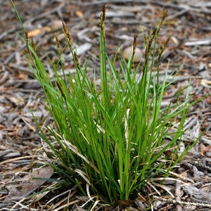 Carex Pensylvanica Pennsylvania Sedge
