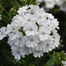 Phlox paniculata Ka-Pow White Tall Phlox