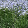 Agapanthus Praecox ssp. Orientalis Blue Storm African Lily