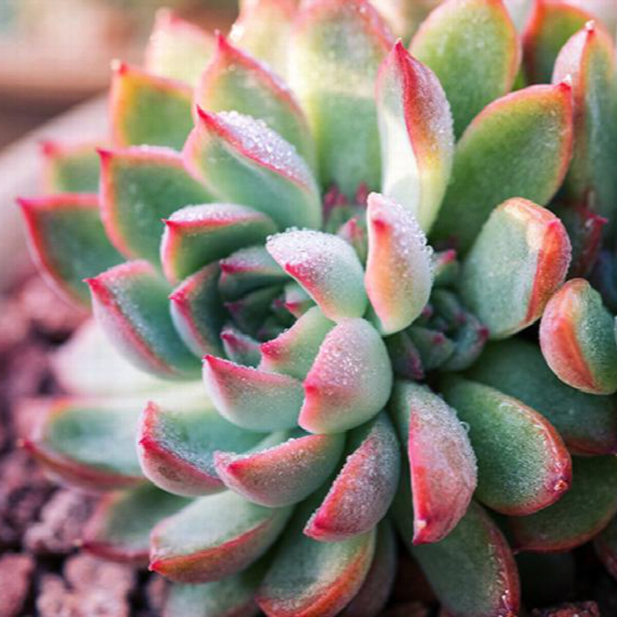 Echeveria Runyonii Pink Edge Hens and Chicks | SiteOne US