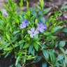 Vinca Minor Bowles Cunningham Common Periwinkle