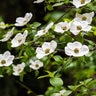 Cornus Nuttalii Pacific Dogwood