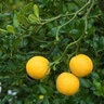 Poncirus Trifoliata Flying Dragon Hardy Orange