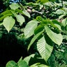 Ulmus Glabra Camperdownii Scotch Elm