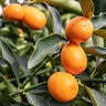 Fortunella Margarita Kumquat