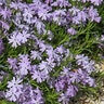 Phlox Subulata Emerald Cushion Blue Creeping Phlox